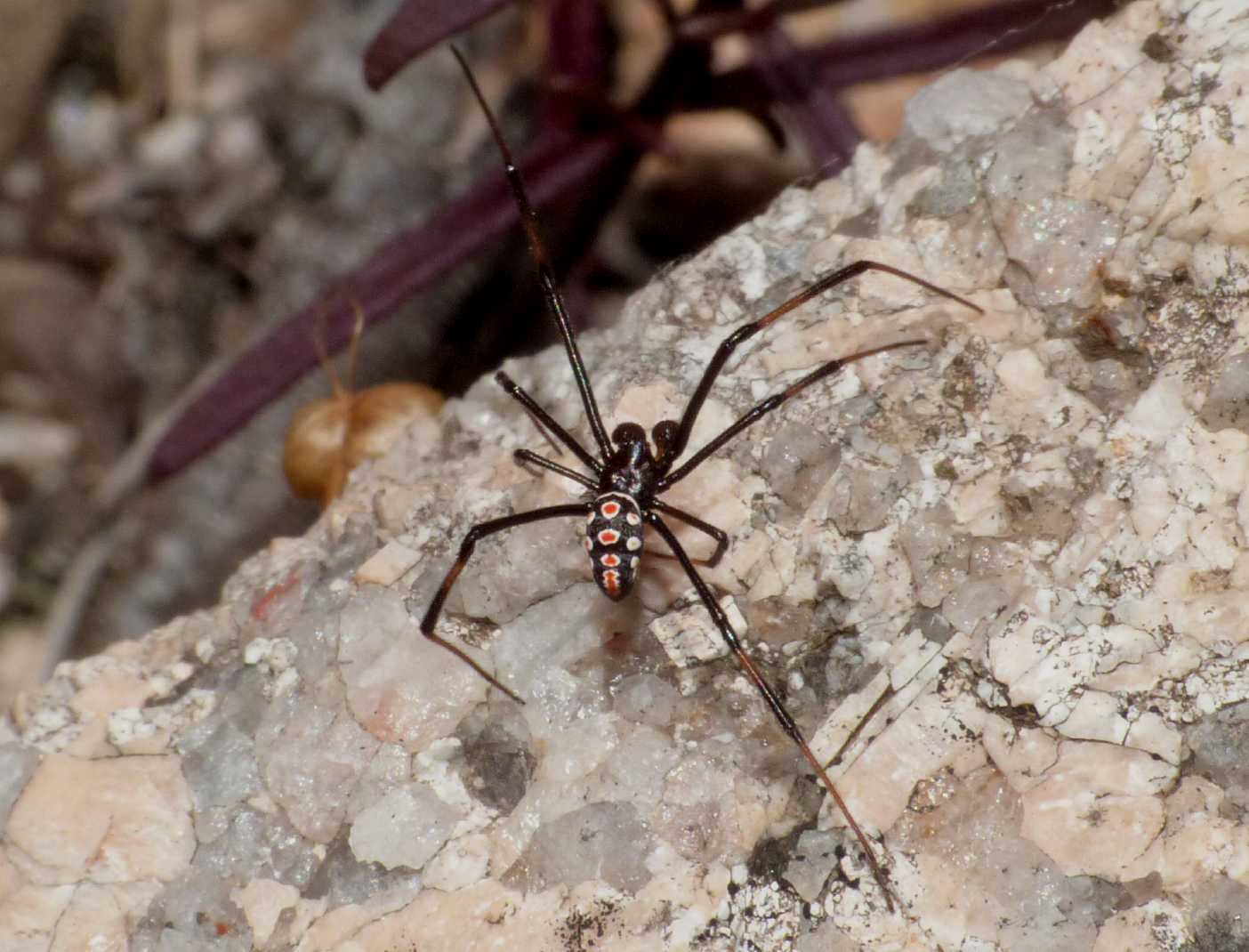 Latrodectus tredecimguttatus: maschi scapoli e ammogliati